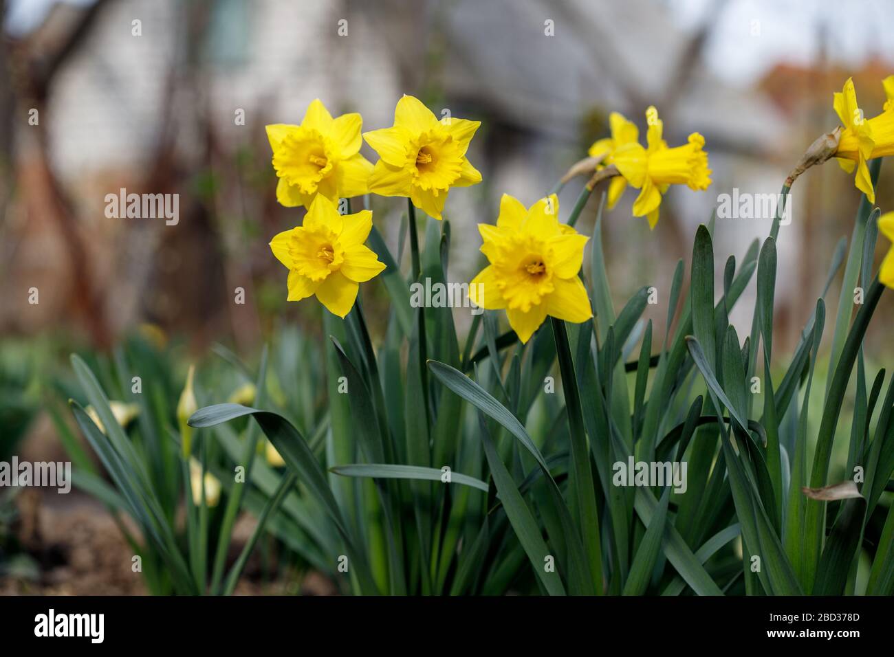 Narcisse jaune - jondil sur un fond vert. Fleur printanière jonquille  narcissus , gros plan dans le jardin Photo Stock - Alamy