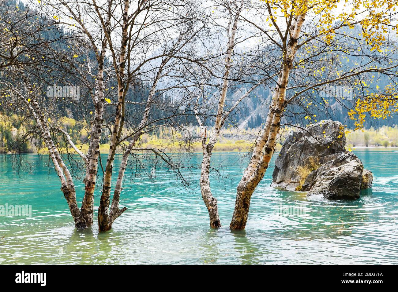 Bouleau dans l'eau propre en automne sur le fond de terrain montagneux. Banque D'Images