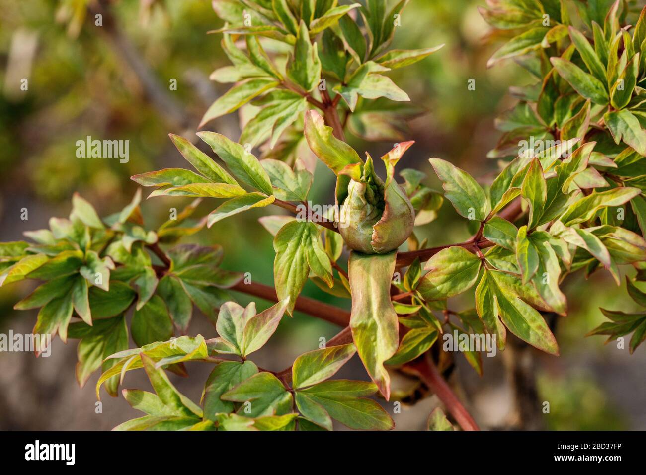 La plante de pivoine dans le jardin de printemps encore à fleurir Banque D'Images