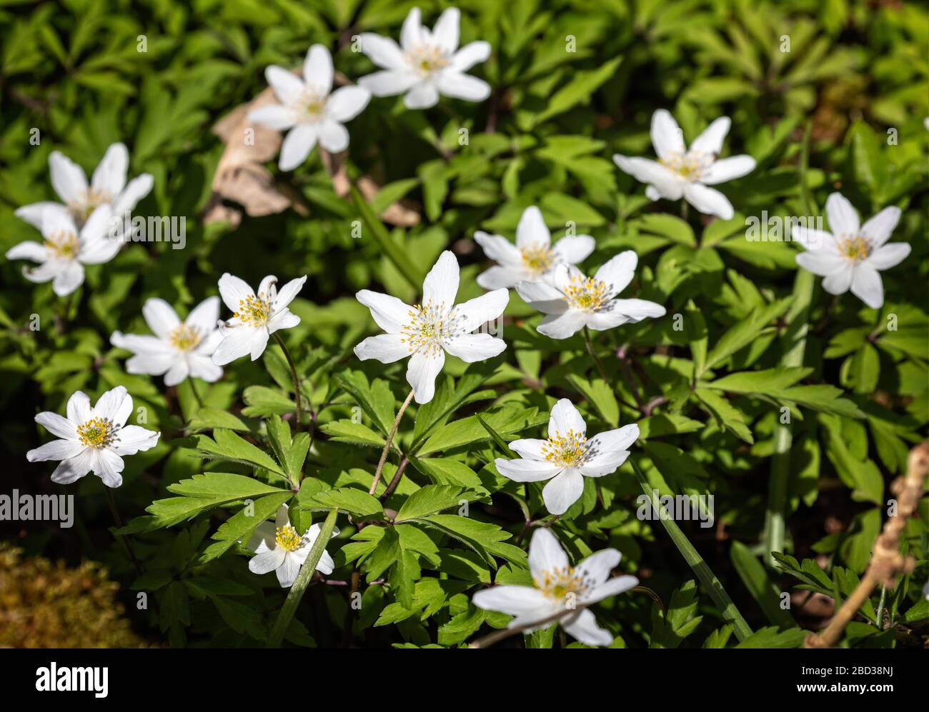 Gros plan sur un ensemble d'anémones en bois Banque D'Images