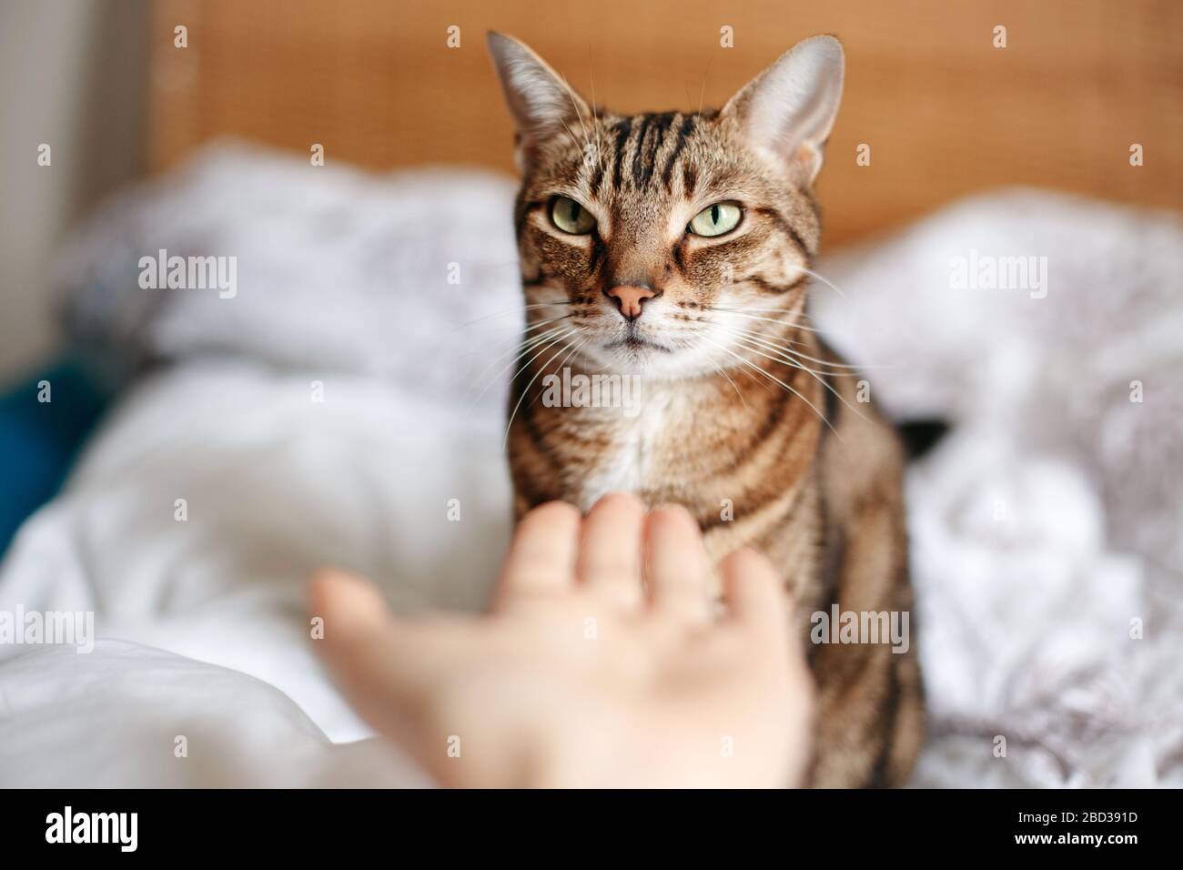 Homme femme donnant vide main de paume à tabby chat. Relation entre le  propriétaire et l'animal domestique félin. Adorable ami de chaton de  fourrure. Amitié de Photo Stock - Alamy
