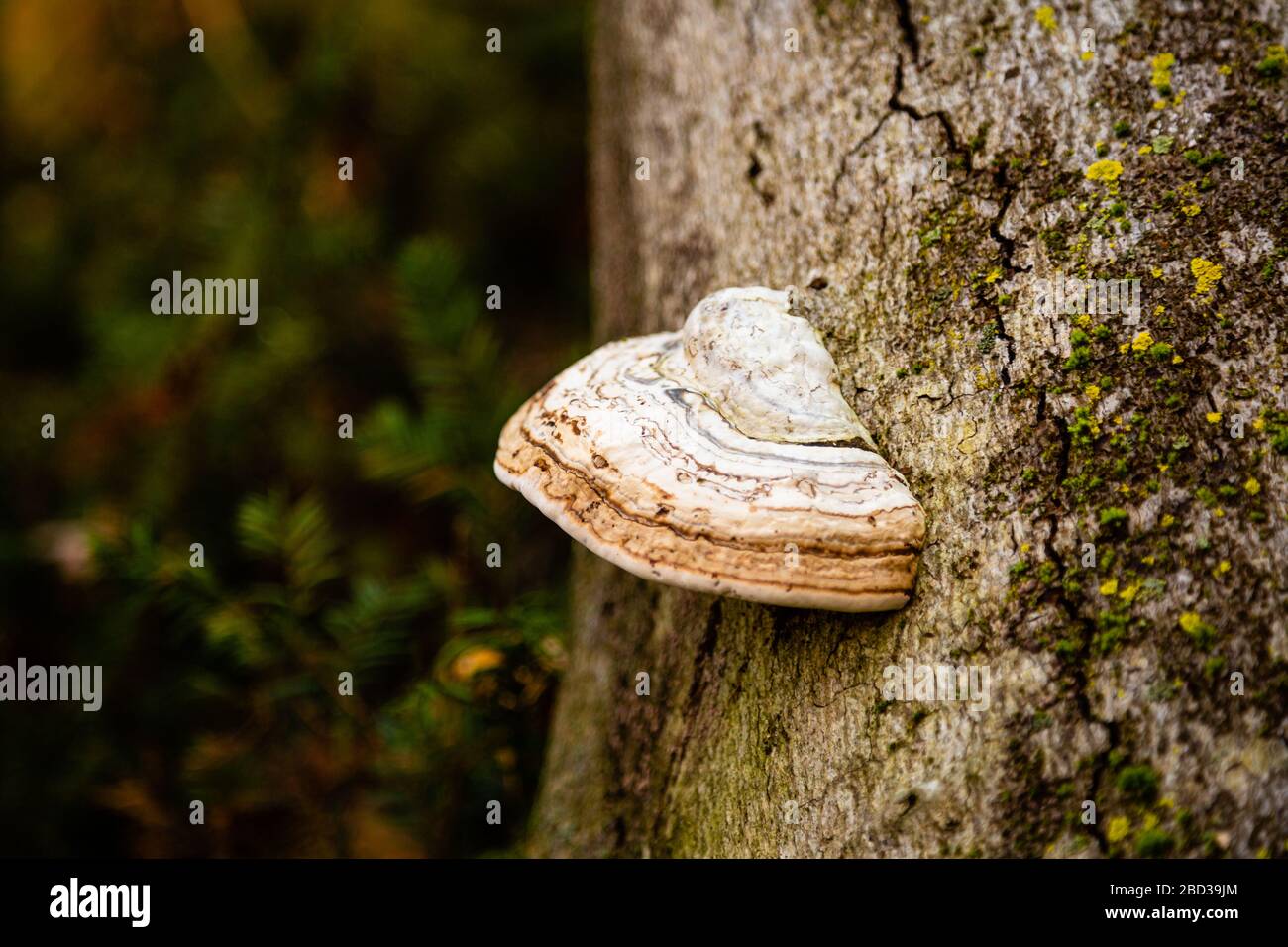 Conk fongique sur un tronc d'arbre dans la forêt Banque D'Images