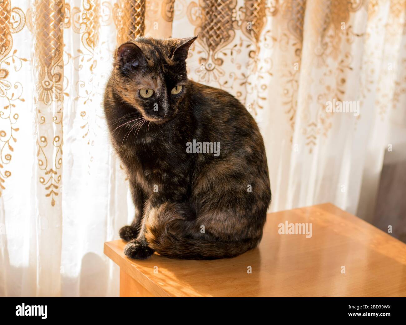 pied chat sur la table par la fenêtre, thème chats domestiques Banque D'Images