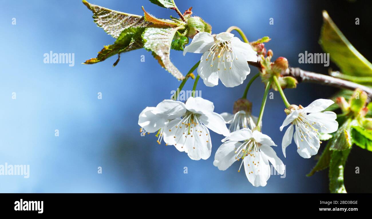 Fleurs de cerisier en pleine floraison. Fleurs de cerisier en petits groupes sur un cerisier sur fond bleu ciel Banque D'Images