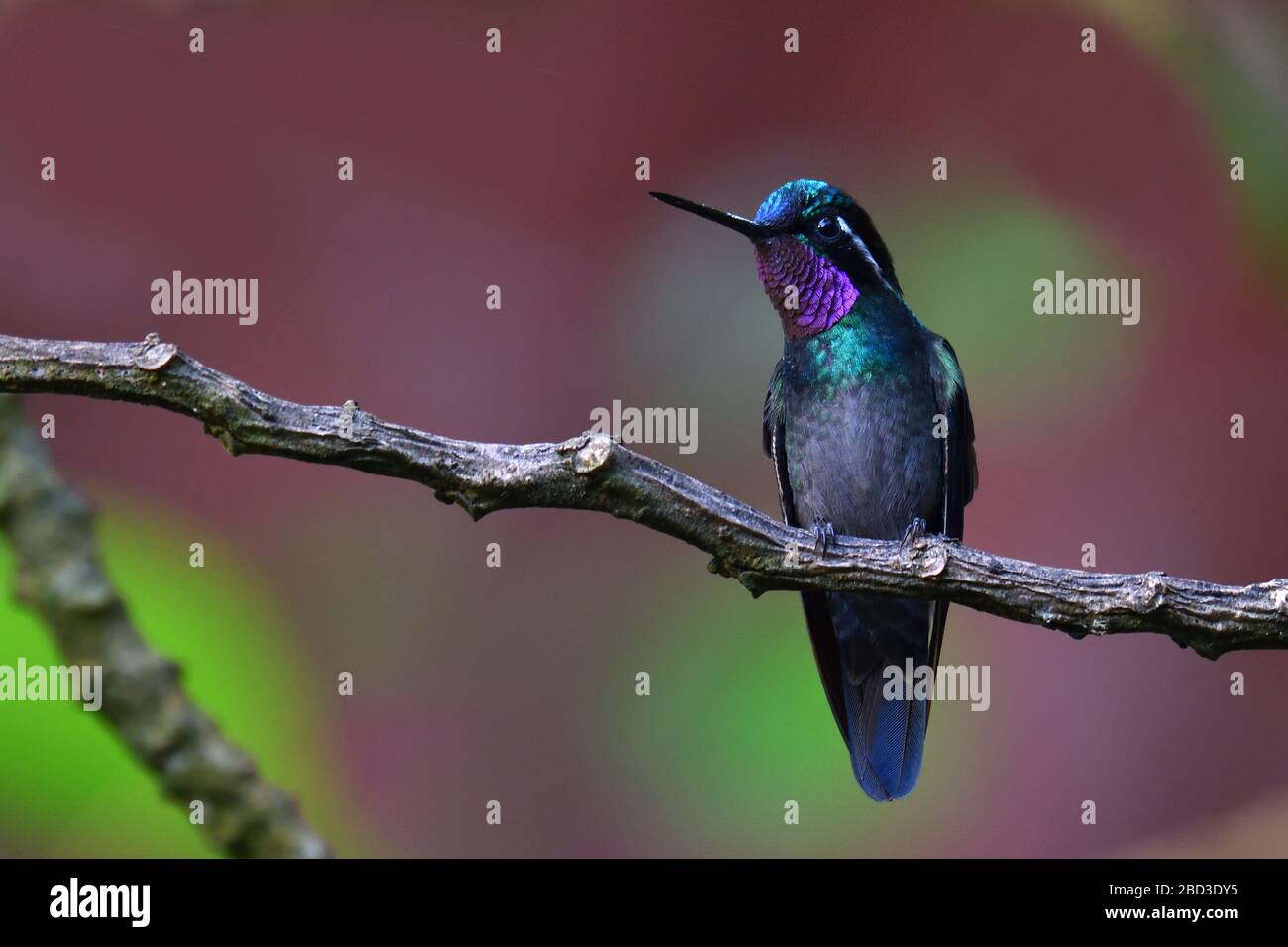 Un joyau de montagne à gorge violette dans la forêt de nuages du Costa Rica Banque D'Images