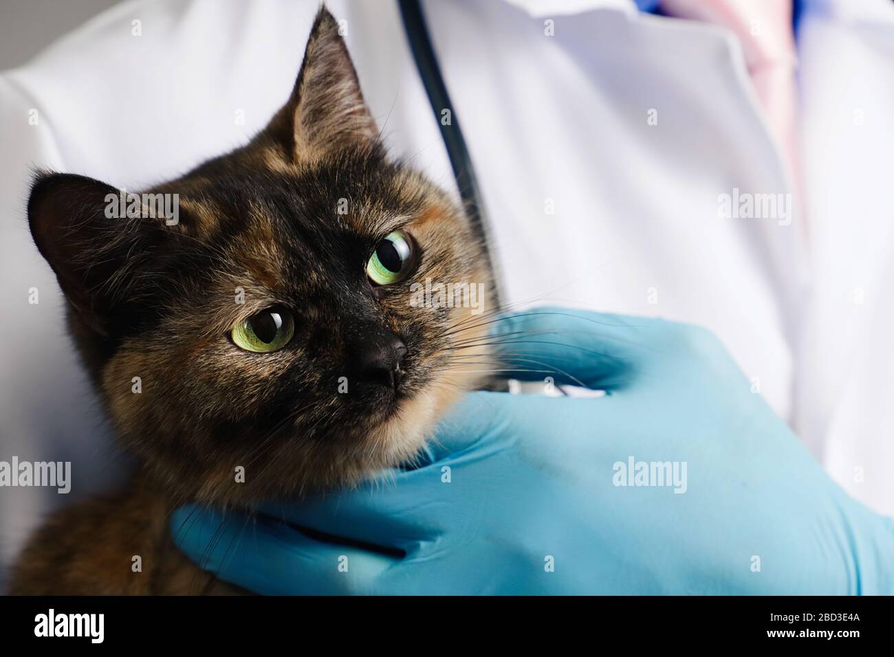 Vétérinaire en gants de latex bleu portant un chat tricolore en clinique Banque D'Images