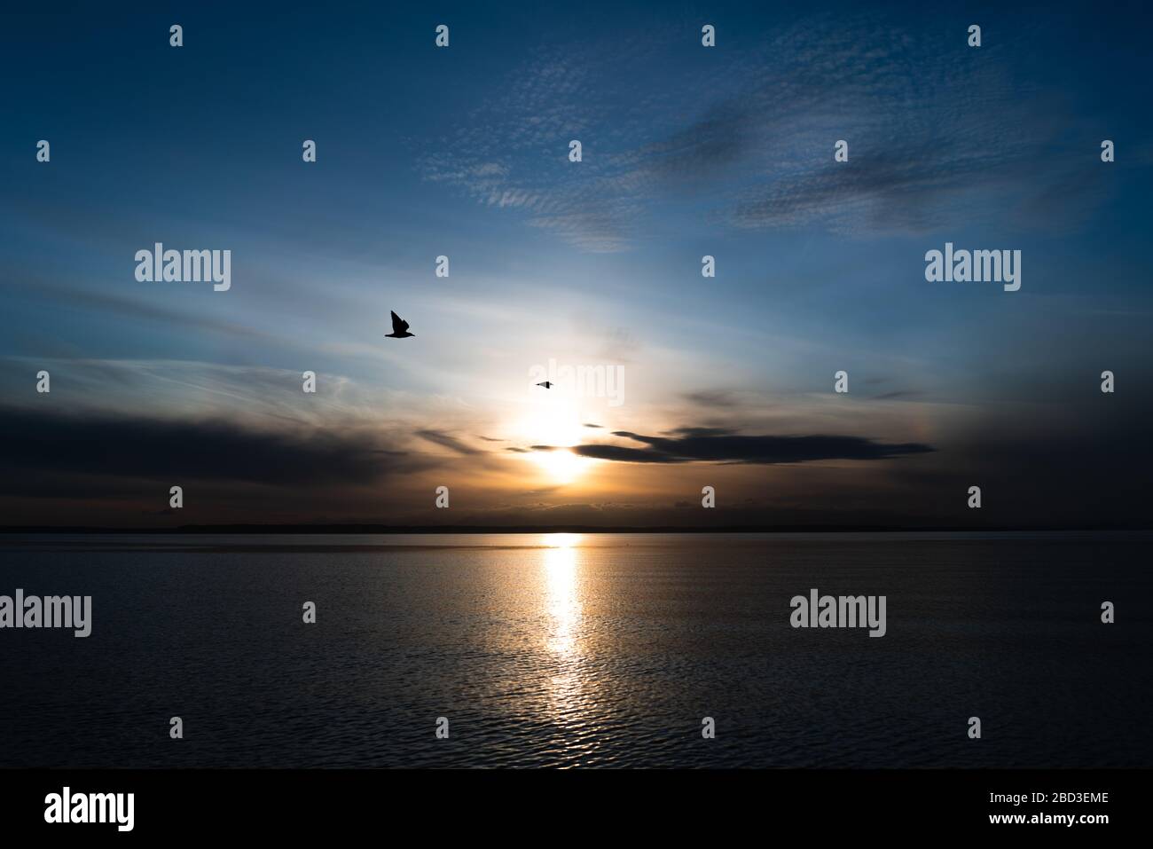 Deux mouettes volent au-dessus du Puget Sound au coucher du soleil Banque D'Images