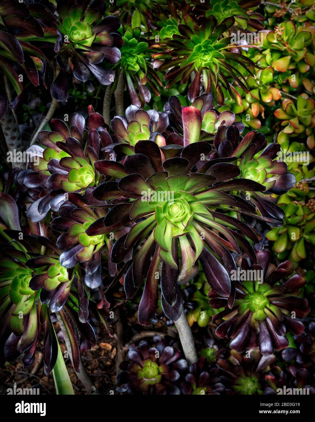 Plantes succulentes à l'université de Stanford Arizona Cactus Garden Banque D'Images