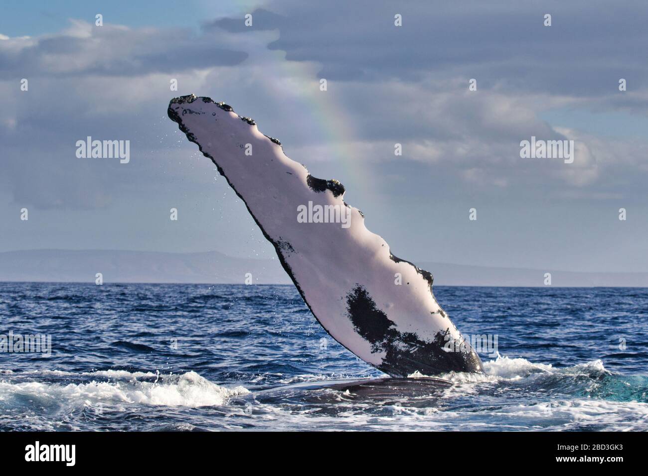 La baleine à bosse joueuse l'étend comme si elle était en agitant avec l'arc-en-ciel. Banque D'Images