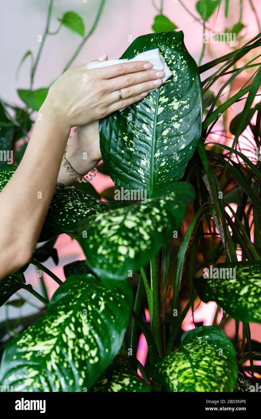 Les mains du jardinier féminin essuyant la poussière des feuilles de la maison, en prenant soin de la plante dieffenbachia, gros plan. Jardinage à la maison. Banque D'Images