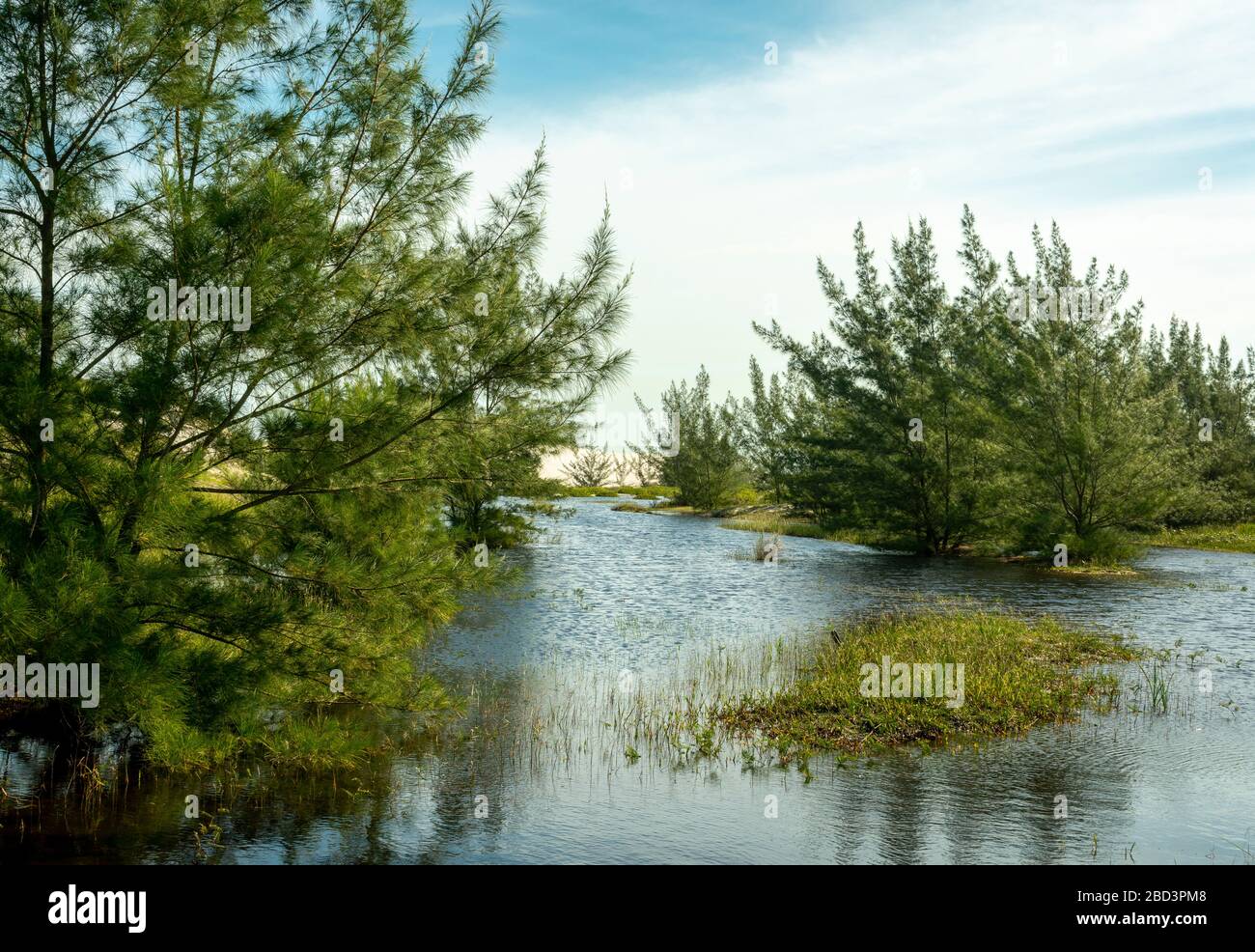 Elle-chêne arbres ans lac dans un paysage tropical. Casuarina equisetifolia Banque D'Images Elle-chêne arbres ans lac dans un paysage tropical. Casuarina equisetifolia Banque D'Images
