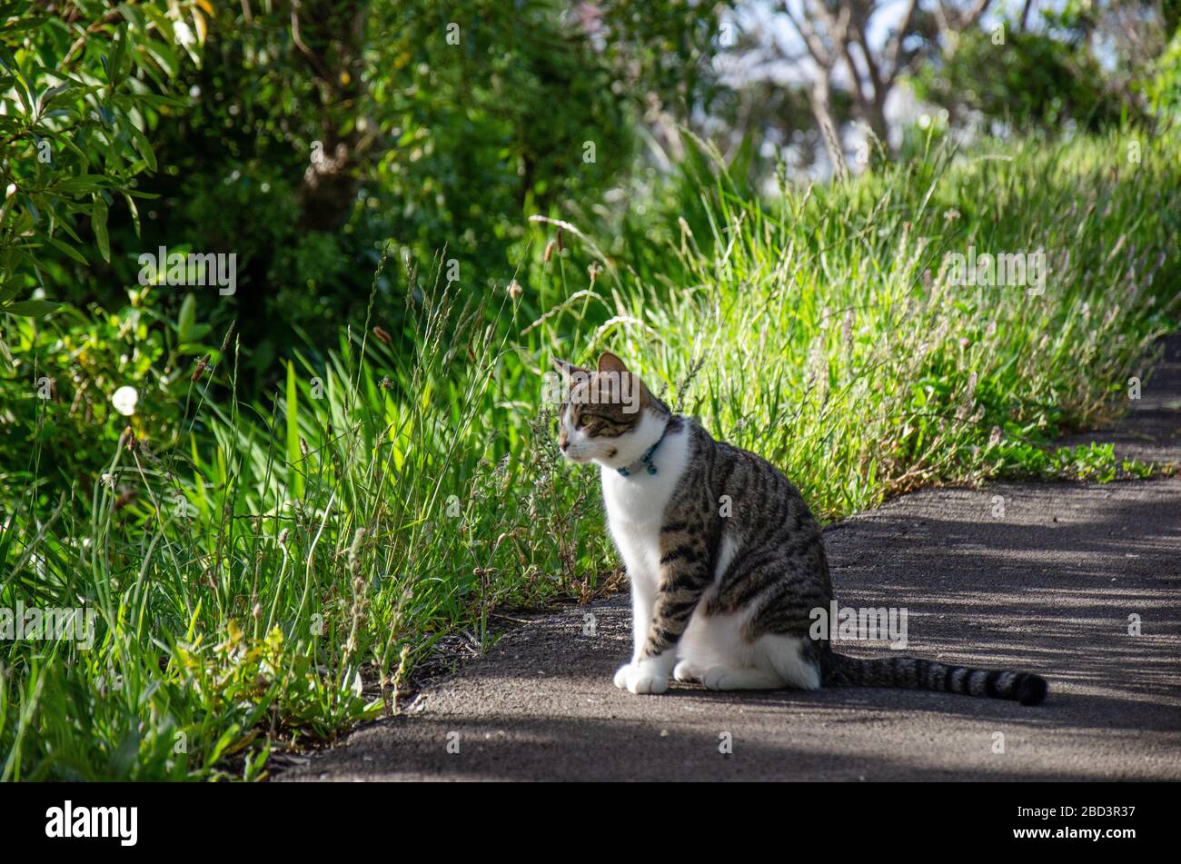 Cat debout sur la voie dans l'herbe haute avec le soleil traversant les arbres Banque D'Images