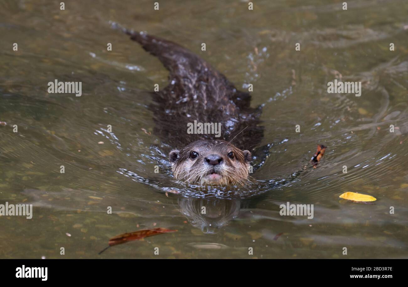 Petite loutre de clawed asiatique ( Aonyx cinereus ) dans la rivière Banque D'Images