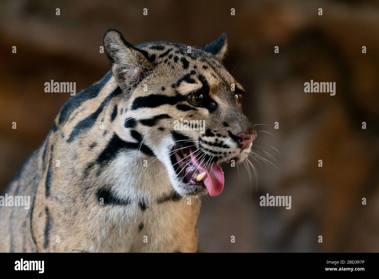 Portrait de gros plan de Leopard trouble dans le zoo Banque D'Images