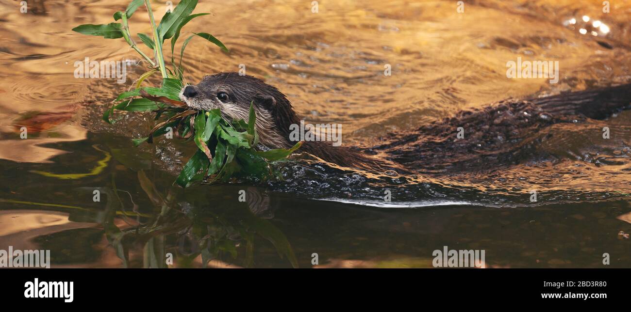Petite loutre de clawed asiatique ( Aonyx cinereus ) dans la rivière Banque D'Images