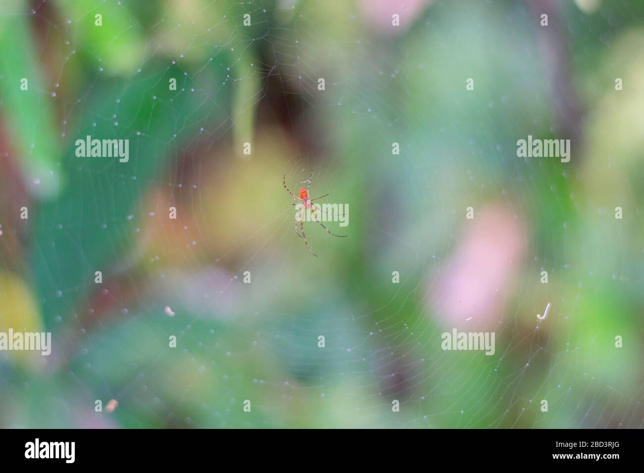 Araignée rouge orange en toile avec forêt derrière Banque D'Images