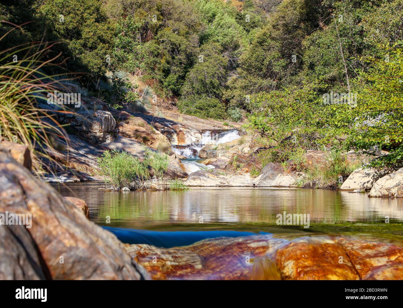 Un lit de rivière tranquille à la périphérie de la forêt. Banque D'Images