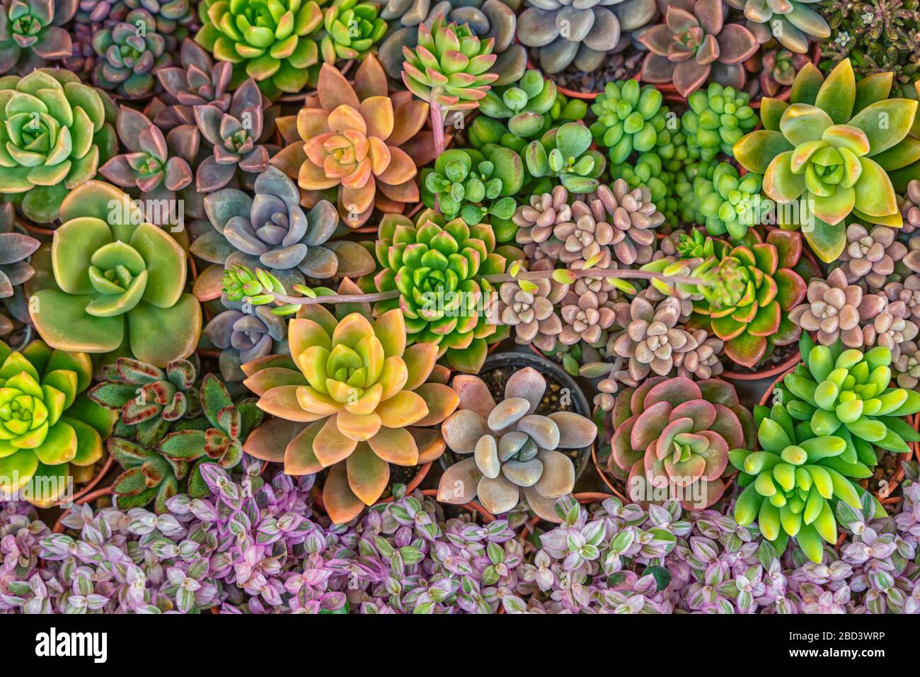 Mélange de plantes succulentes colorées dans le jardin. Contexte de la  nature Photo Stock - Alamy