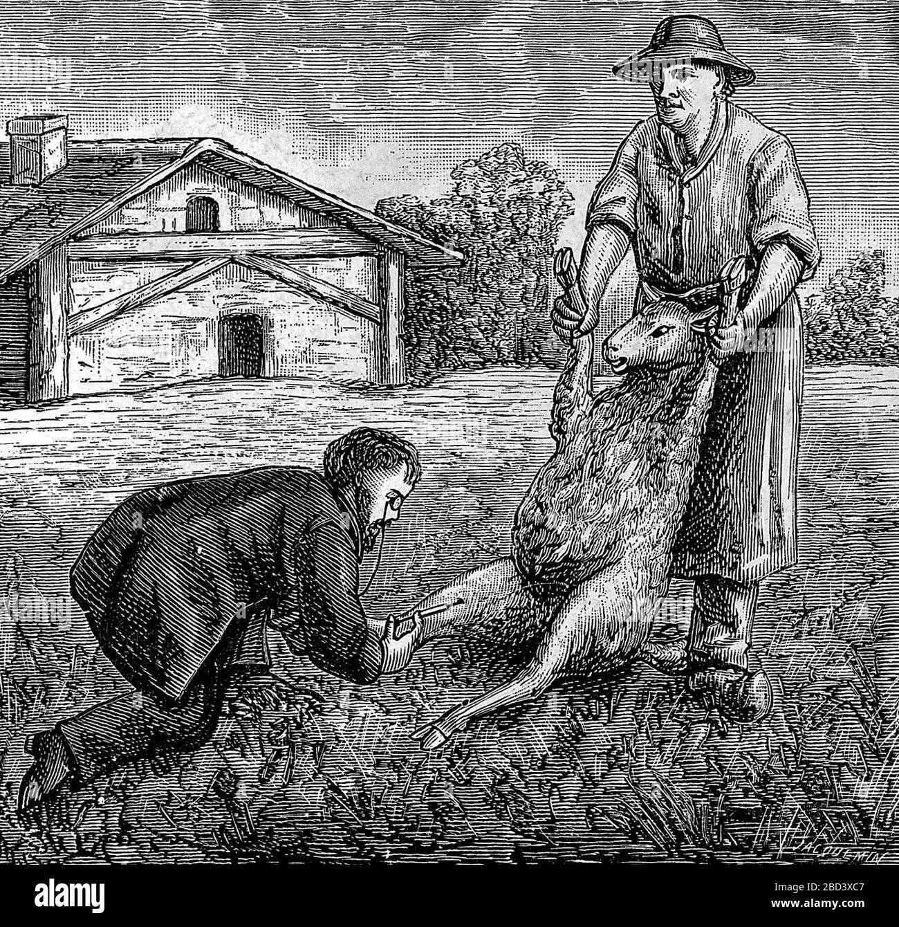 Louis Pasteur inoculant des moutons contre l'anthrax. Banque D'Images