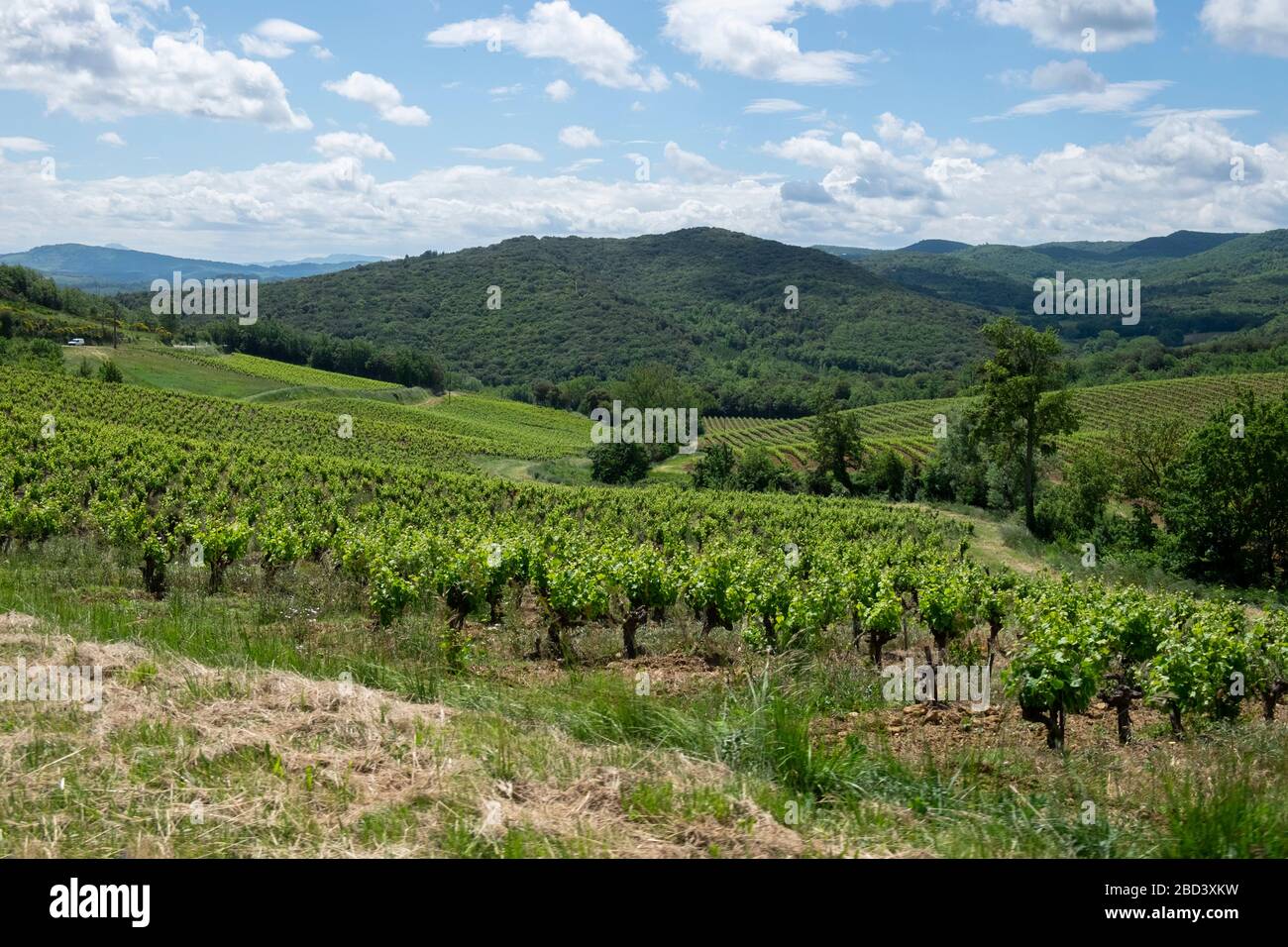 Les raisins Blanquette qui poussent dans un vignoble à l'extérieur de Limoux, France, l'après-midi d'été Banque D'Images