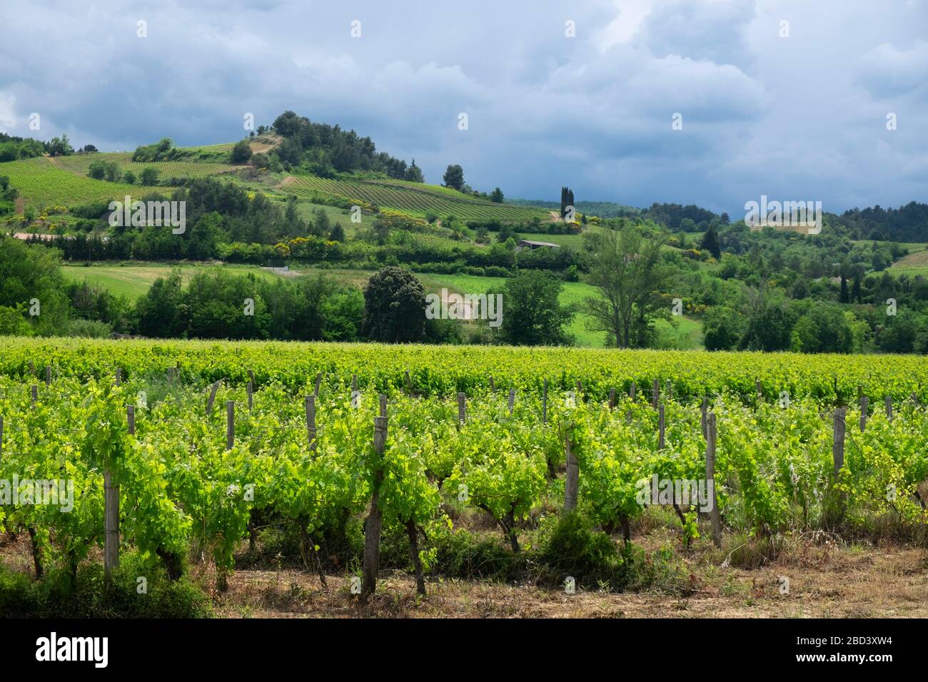 Les raisins Blanquette qui poussent dans un vignoble à l'extérieur de Limoux, France, l'après-midi d'été Banque D'Images