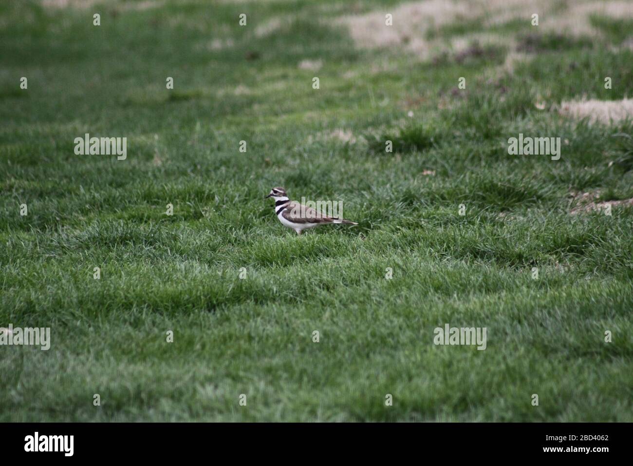 Ruth Park Bird Banque D'Images