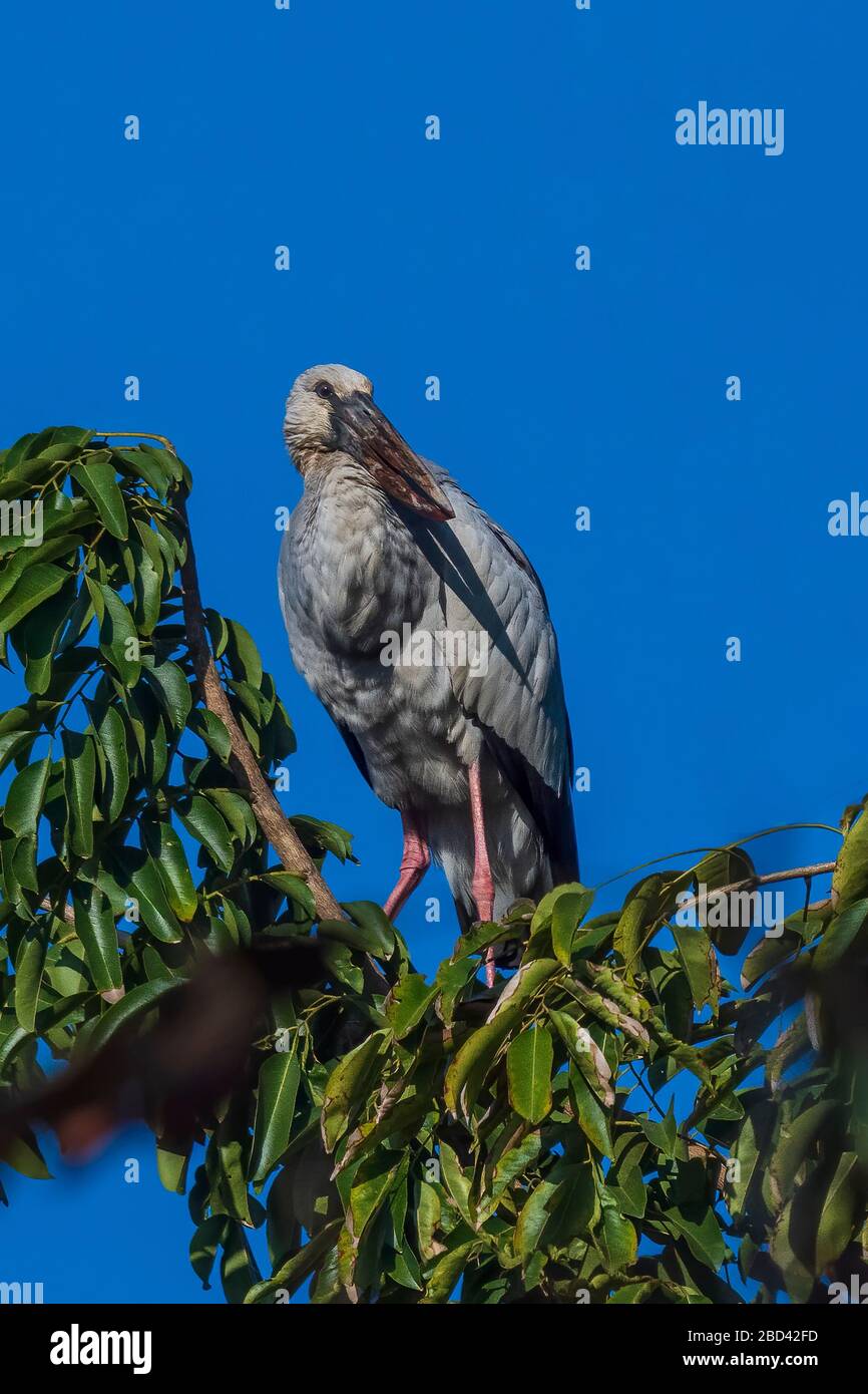 Asian Openbill Anastomus (oscitante) Banque D'Images