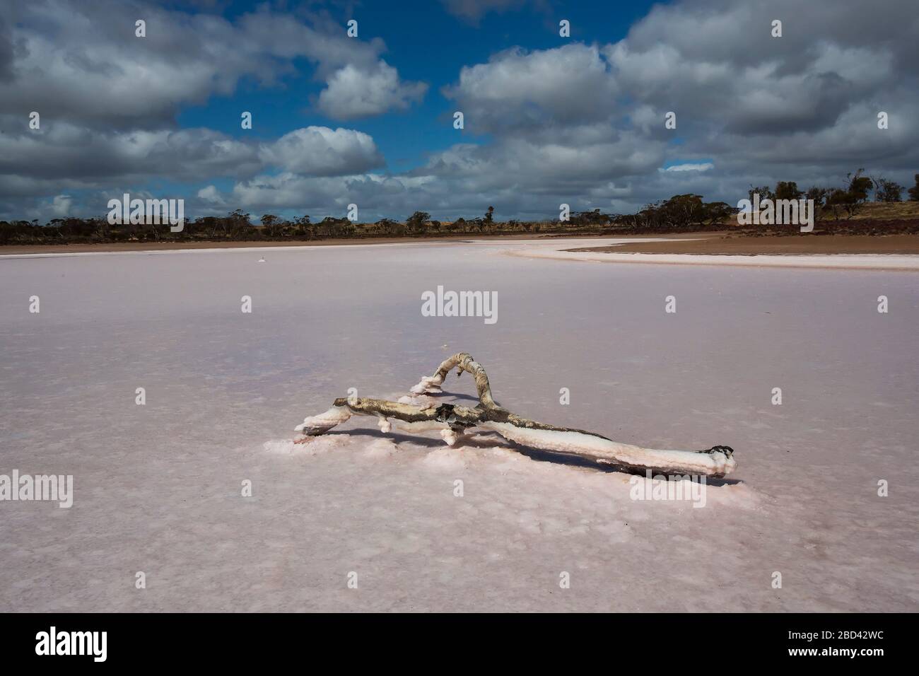 Bois de dérive incrusté de sel sur le lac Hardy. L'un des lacs roses du parc national Murray Sunset. Underbool, Victoria, Australie Banque D'Images