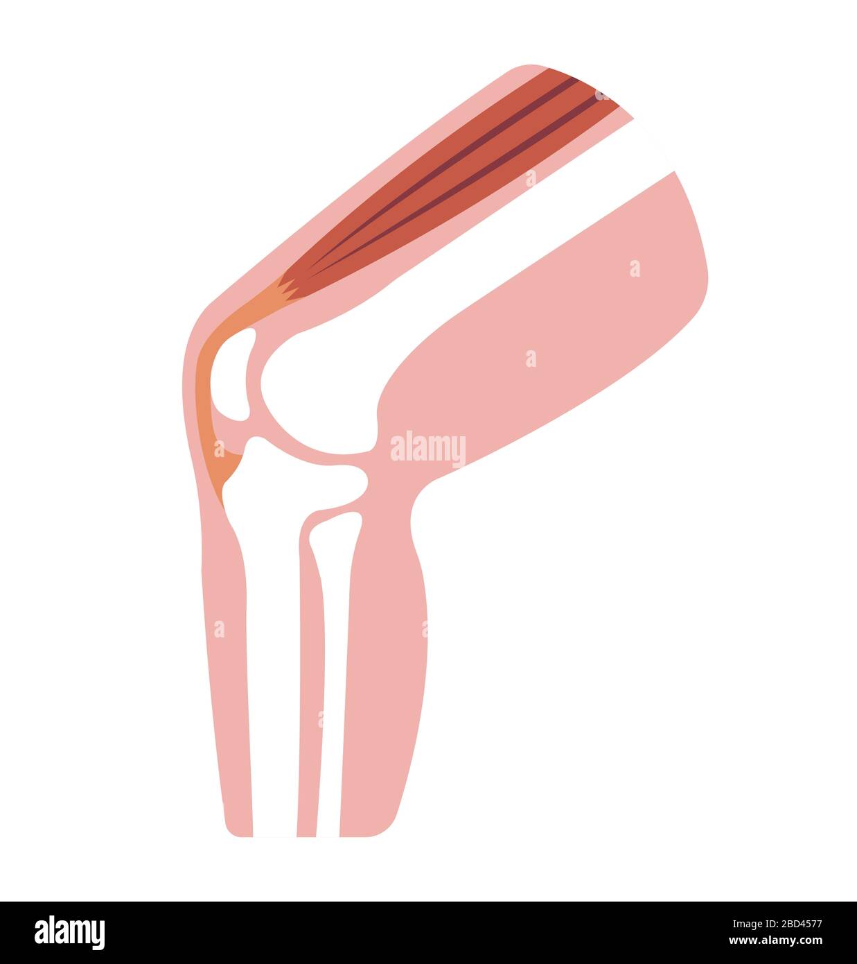 Illustration de la section articulation du genou Illustration de Vecteur