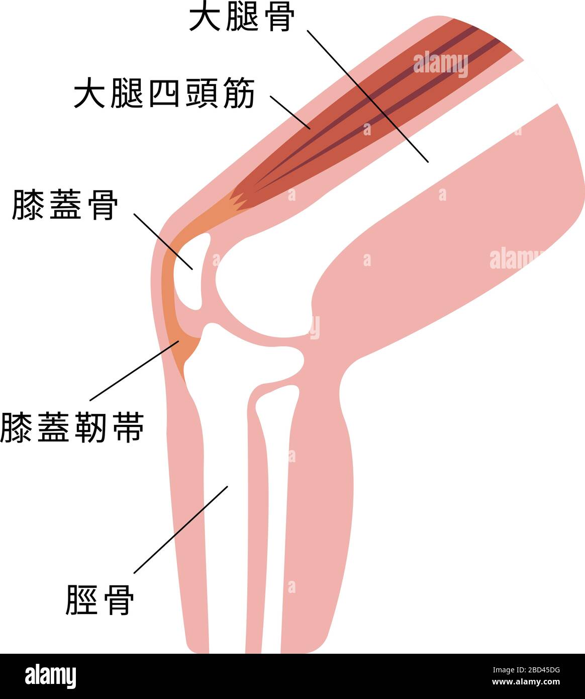 Illustration de la section articulation du genou Illustration de Vecteur