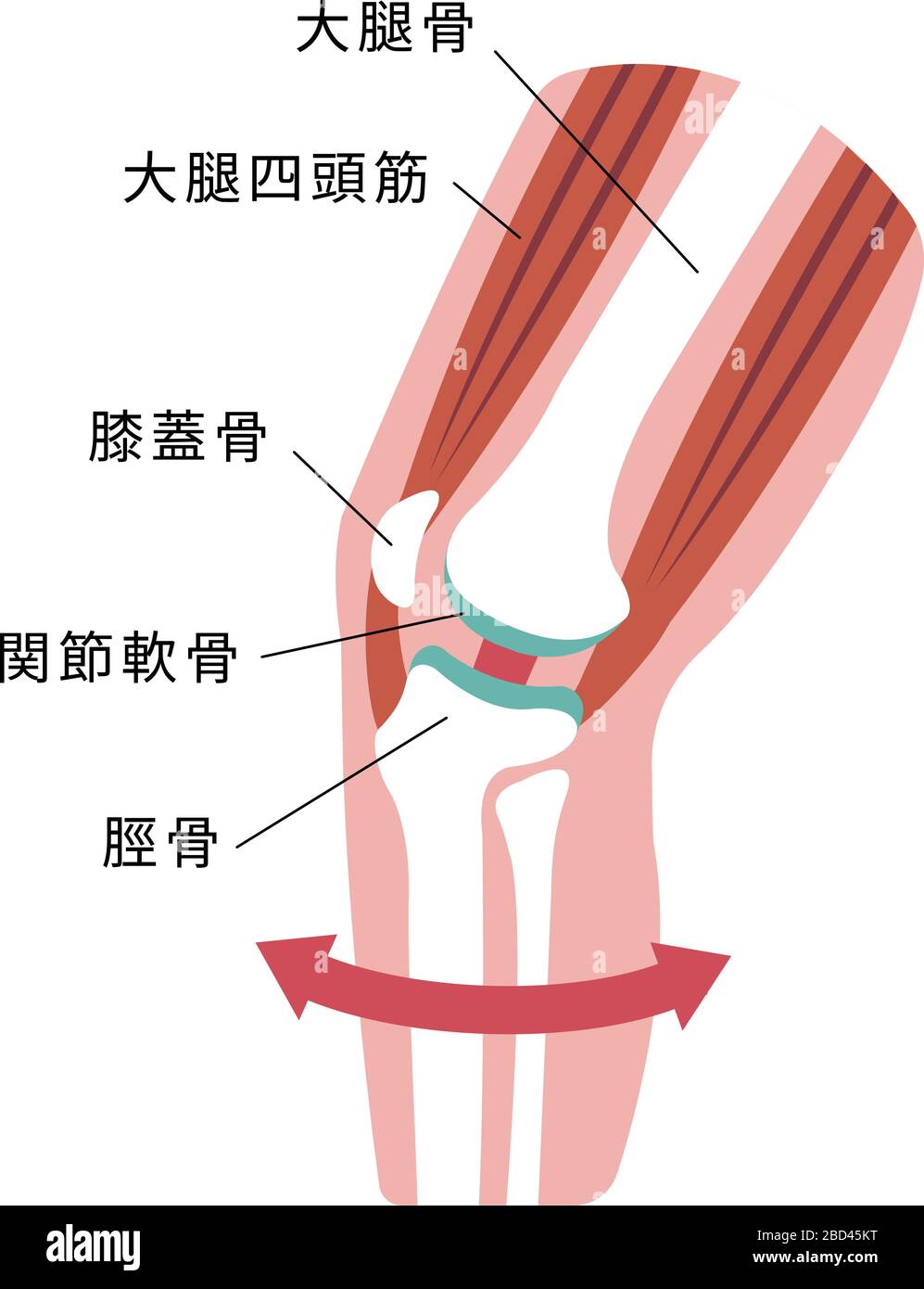 Illustration de la section de l'articulation du genou (illustration plate). Illustration de Vecteur