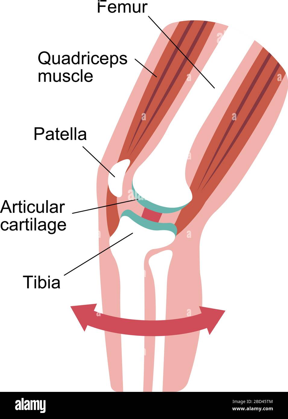 Illustration de la section de l'articulation du genou (illustration plate). Illustration de Vecteur