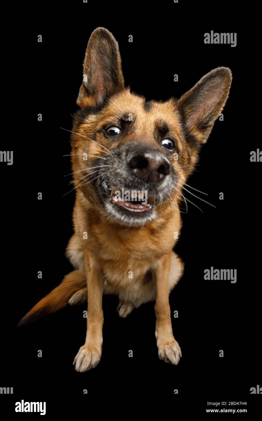 Chien De Berger Allemand Maladroit Avec Visage Drole Assis Sur Fond Noir Isole Photo Stock Alamy