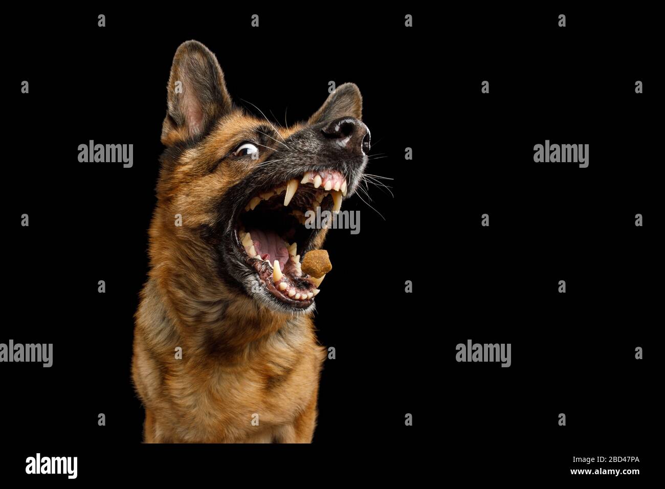 Gros Plan Portrait De Chien De Berger Allemand Drole Avec Bouche Ouverte Attraper Traiter Sur Fond Noir Isole Photo Stock Alamy