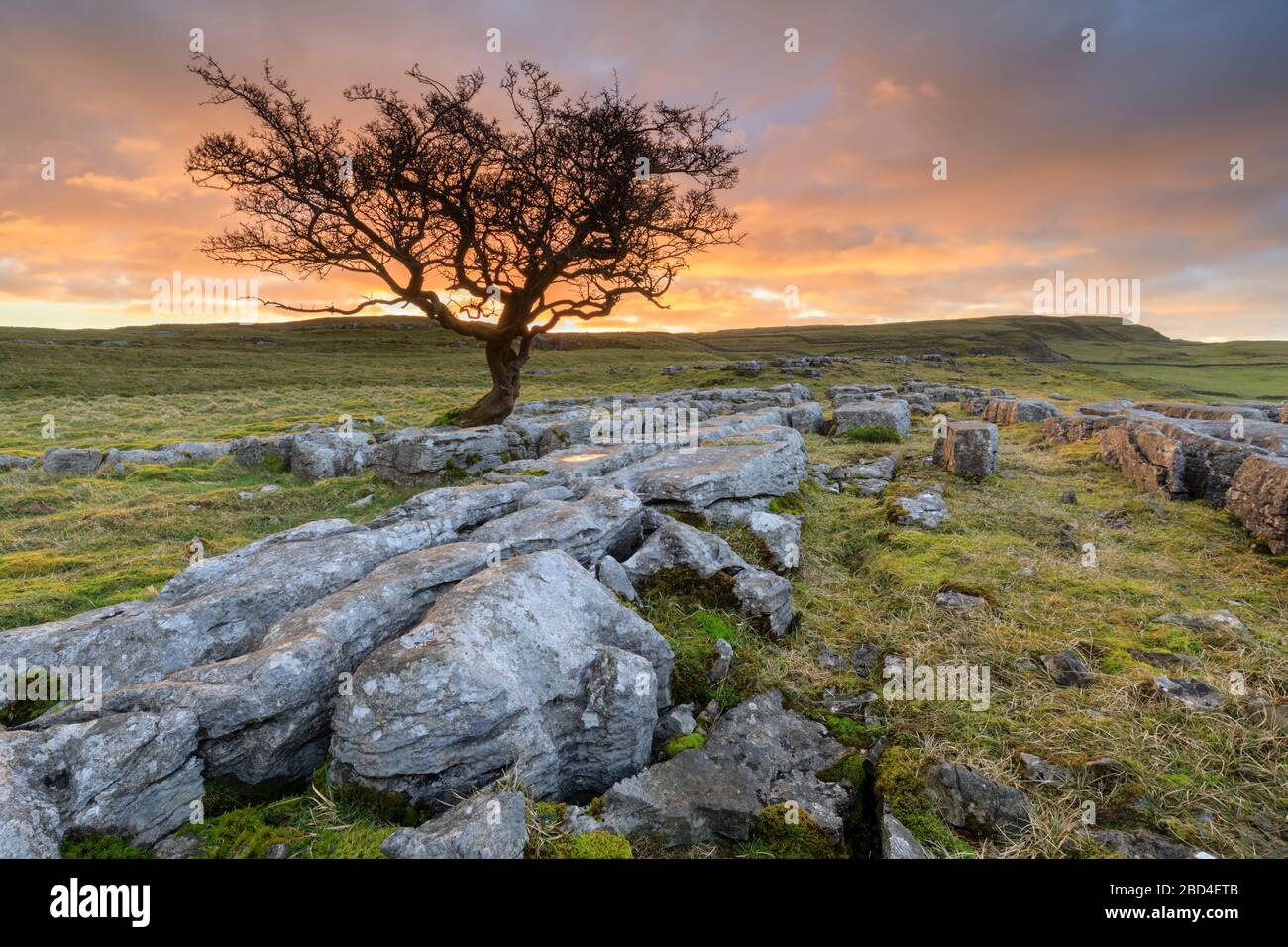 Un arbre d'aubépine solitaire aux pierres Winskill dans le parc national du Yorkshire Dales capturé au lever du soleil. Banque D'Images
