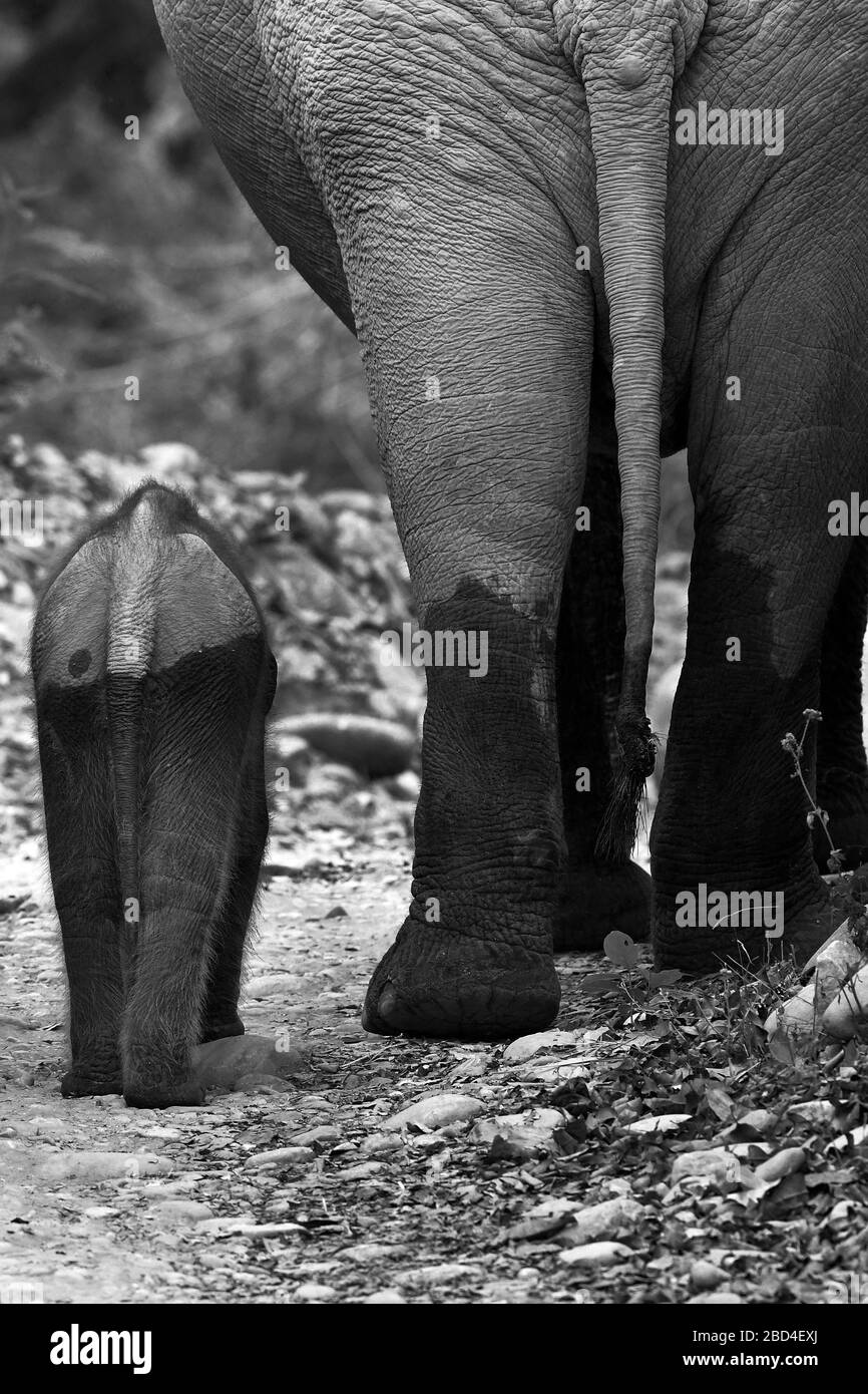 L'image de la mère et du mollet de l'éléphant d'Asie (Elephas maximus) dans le parc national Corbett, Inde, Asie Banque D'Images