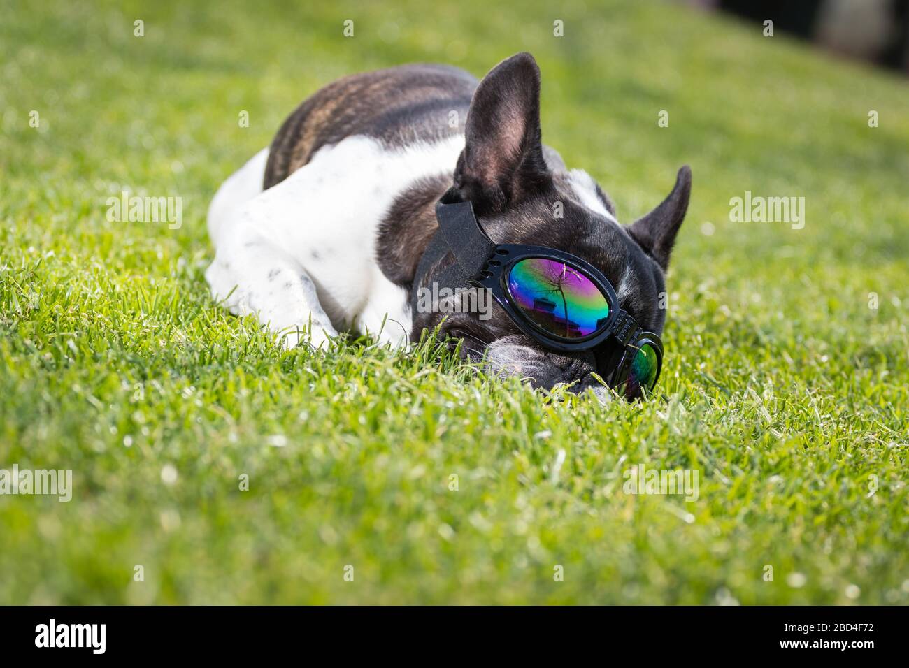 Un joli portrait de tête de chien noir et blanc de Bulldog avec une jolie expression dans le visage froissé. Drôle parce que les lunettes de soleil. Banque D'Images