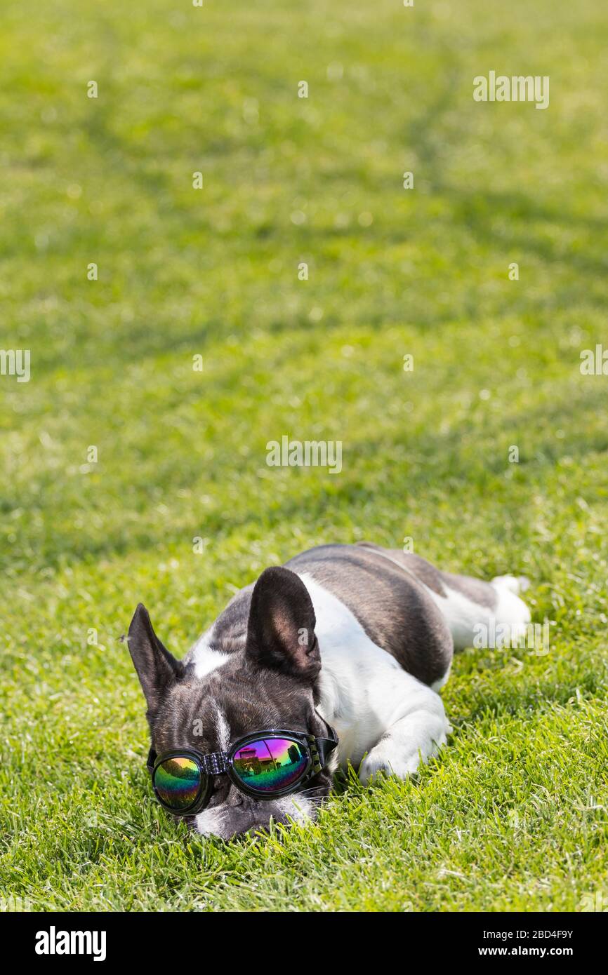 Un joli portrait de tête de chien noir et blanc de Bulldog avec une jolie expression dans le visage froissé. Drôle parce que les lunettes de soleil. Banque D'Images