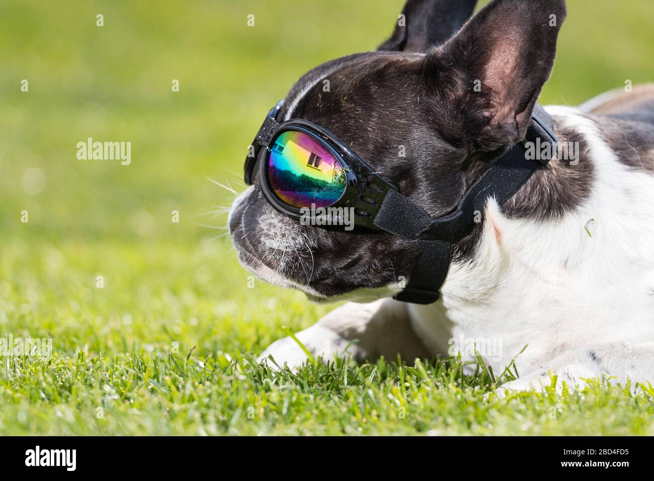 Un joli portrait de tête de chien noir et blanc de Bulldog avec une jolie expression dans le visage froissé. Drôle parce que les lunettes de soleil. Banque D'Images
