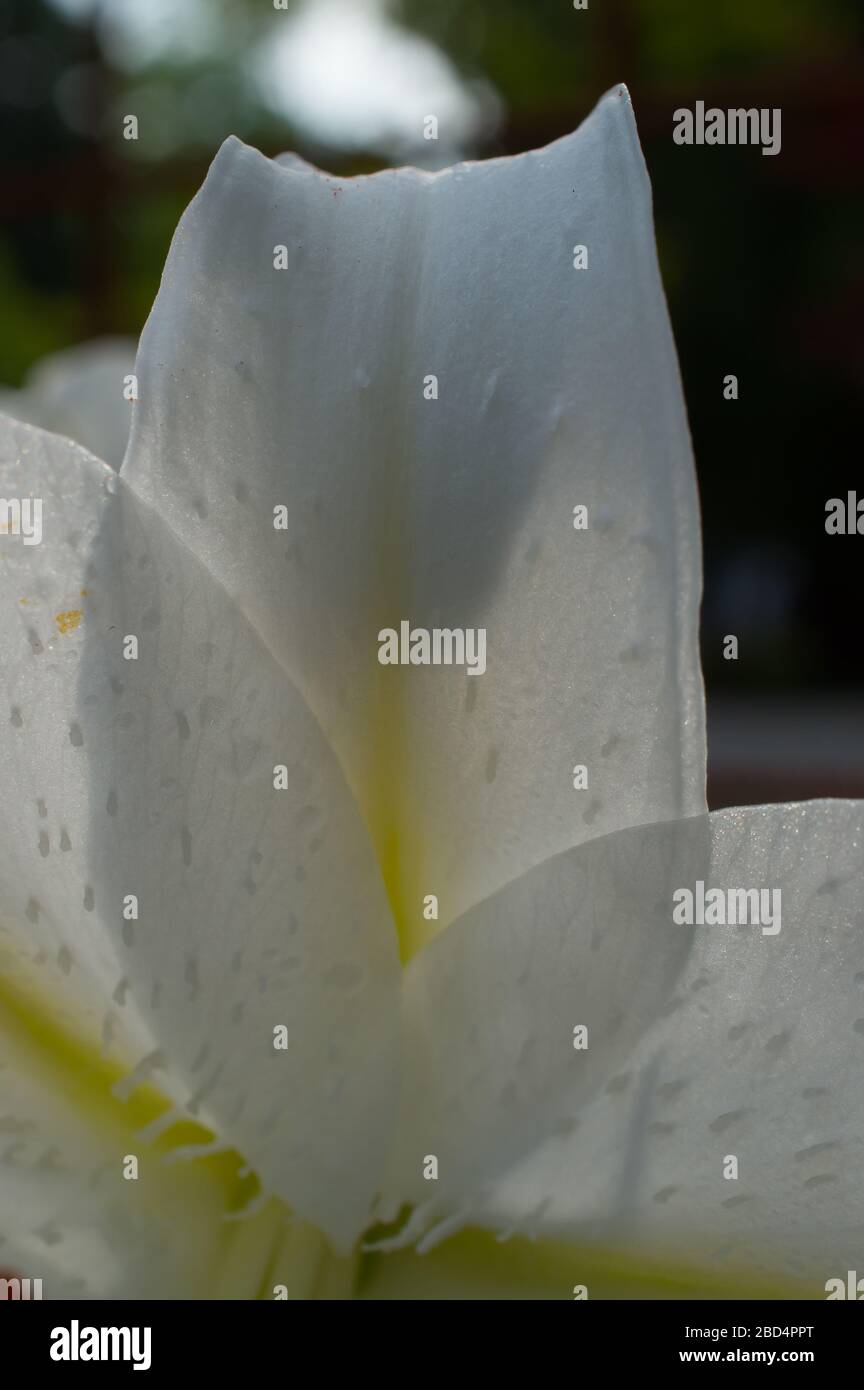 Forme de tulipe en ombre et rétro-éclairage de la fleur blanche dans le jardin privé vivace de fleur Banque D'Images