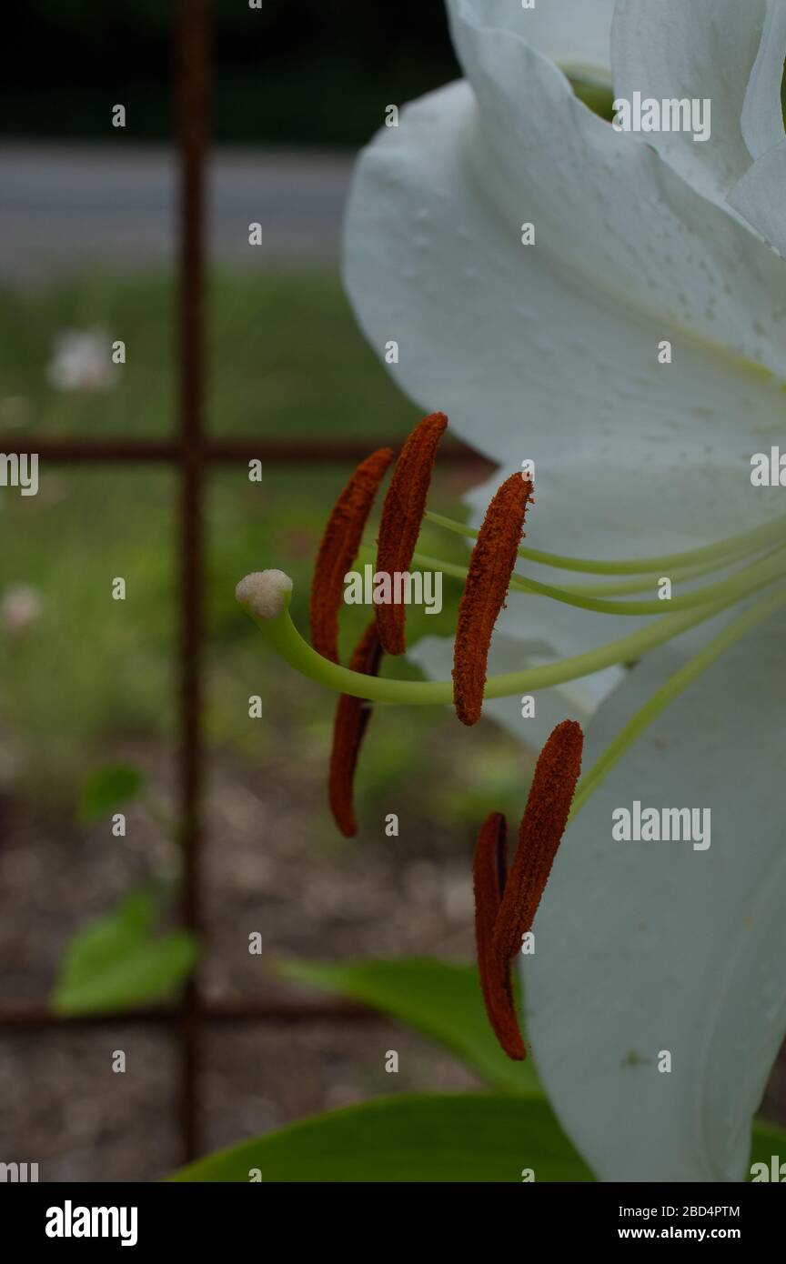 fleur blanche avec pollen reproducteur sur les tiges dans le jardin de fleurs En saison Printemps jour d'été dans jardin jardinage clôture dans format vertical de l'arrière-plan Banque D'Images