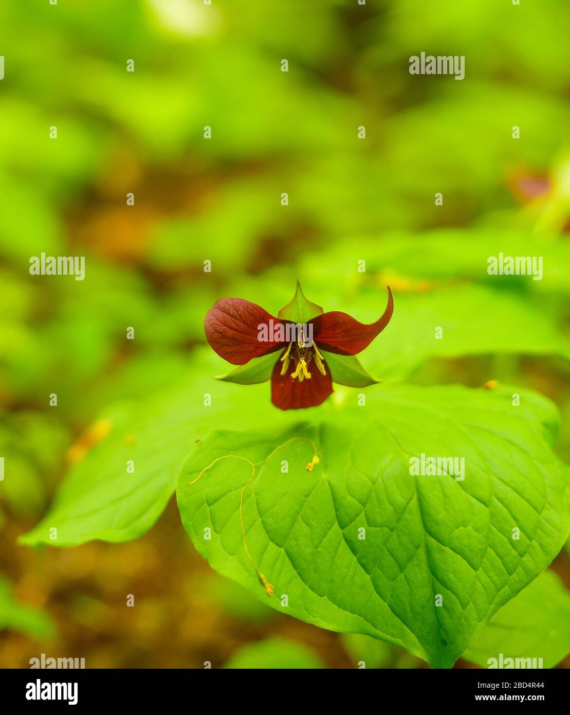 fleur de trillium bordeaux profonde en pleine fleur dans une forêt boisée au début du printemps, croissance naturelle dans les bois humides symbole provincial Ontario Canada Banque D'Images
