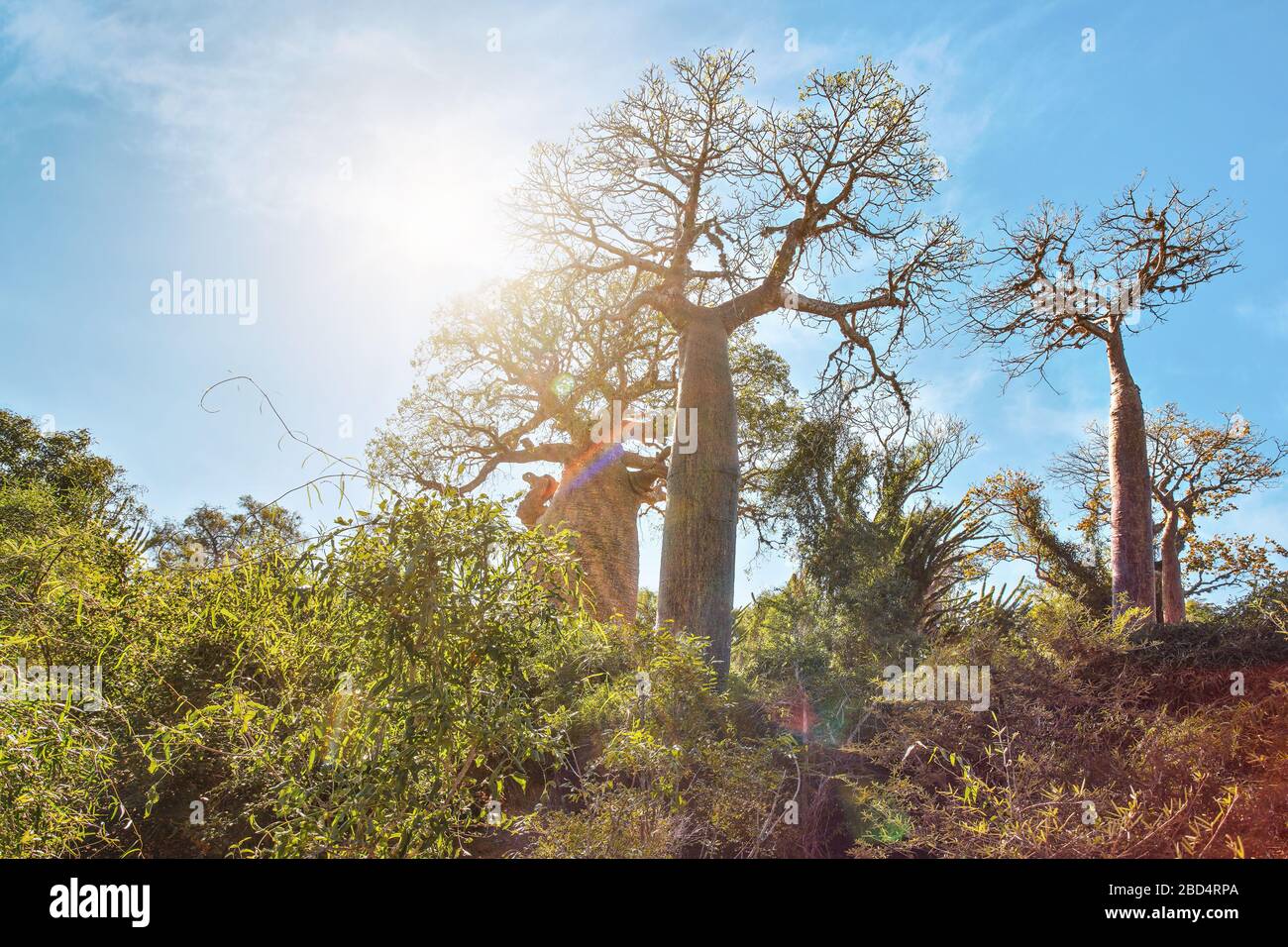 Forêt avec de petits baobab et des poulpes arbres, buissons et herbe poussant sur un sol rouge poussiéreux, fort contre-jour avec des fusées d'objectif Banque D'Images