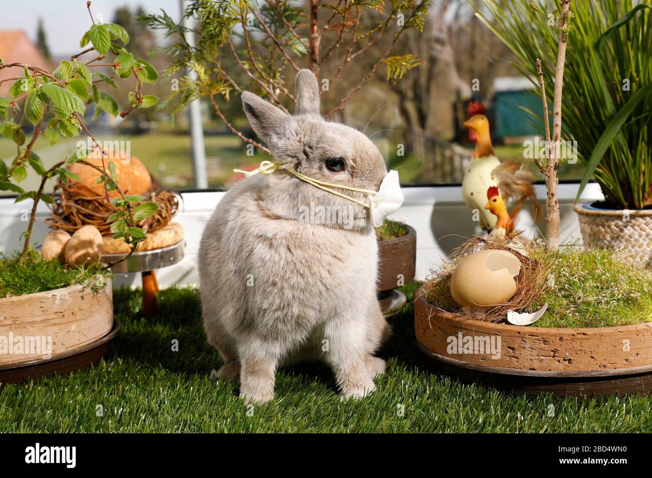 Eldagsen, Allemagne. 05 avril 2020. Le lapin Horst se prépare à Pâques pendant la crise de la couronne. Eldagsen, le 5 avril 2020 | utilisation dans le monde crédit: dpa/Alay Live News Banque D'Images