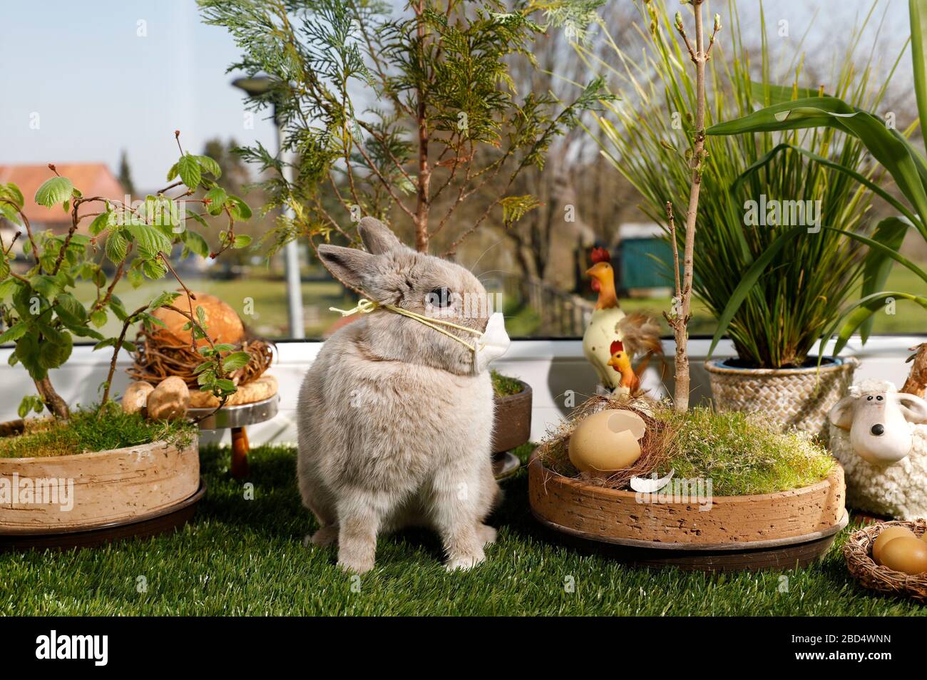 Eldagsen, Allemagne. 05 avril 2020. Le lapin Horst se prépare à Pâques pendant la crise de la couronne. Eldagsen, le 5 avril 2020 | utilisation dans le monde crédit: dpa/Alay Live News Banque D'Images