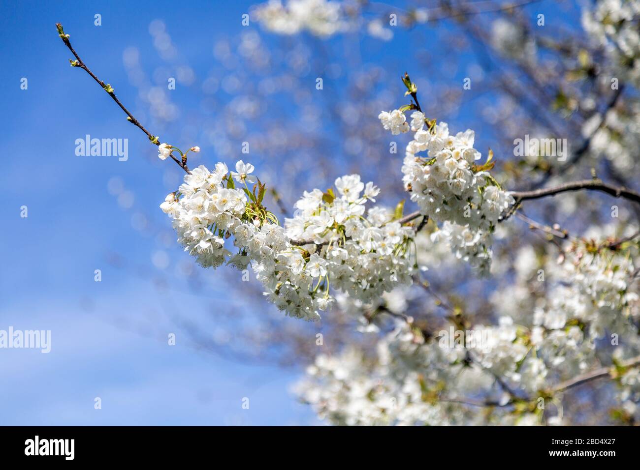 La cerise de printemps blanche fleurit sur un arbre à Victoria Park, Londres, Royaume-Uni Banque D'Images