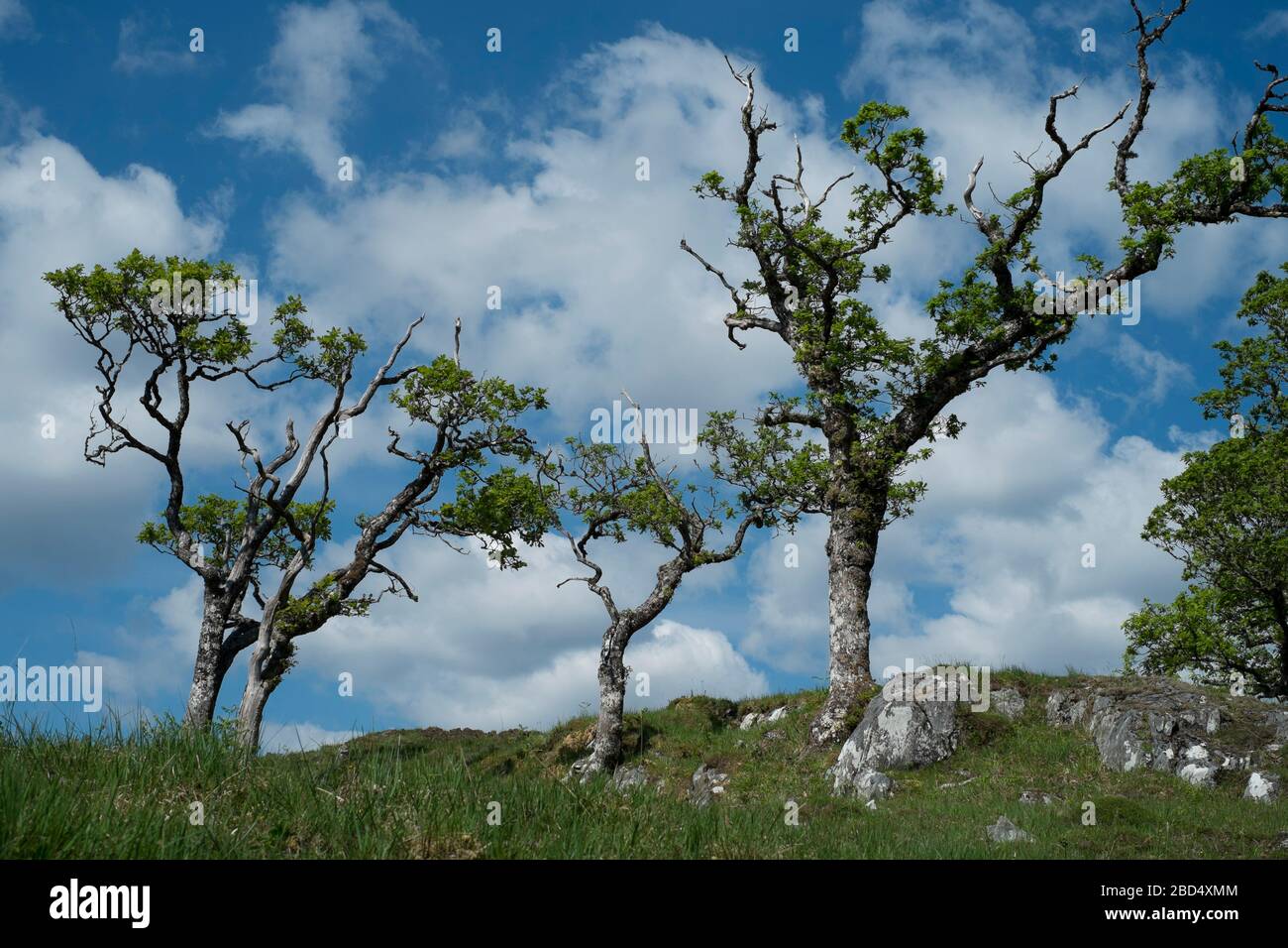 Des chênes anciens sur la péninsule de Morvern en Écosse Banque D'Images