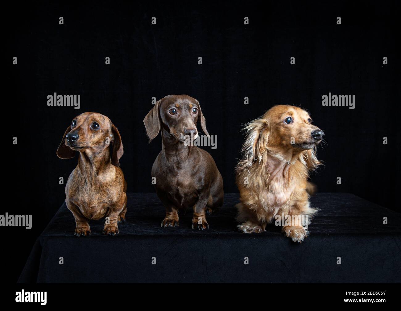 Portrait de studio de trois dachshunds côte à côte Banque D'Images