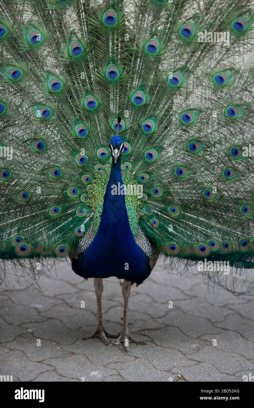 Peafhibou indien, Pavo cristatus, fan de présentation, parc, Valladolid,Castille et León, Espagne, Europe Banque D'Images