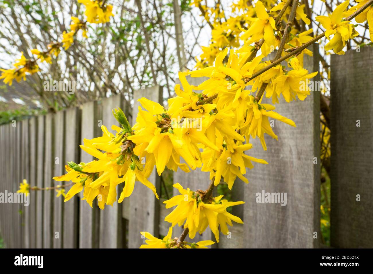 Belles fleurs jaunes de Forsythia, également connu sous le nom d'arbre de Pâques Banque D'Images